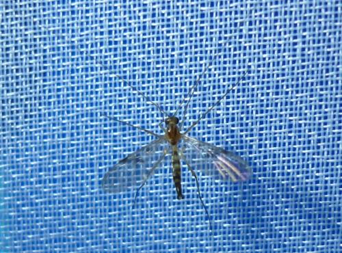 Réf. 243 731 : Macrocera centralis